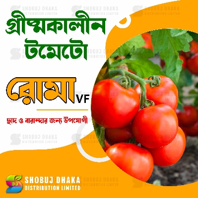 Picture of Summer Tomato Roma VF Re-Pack