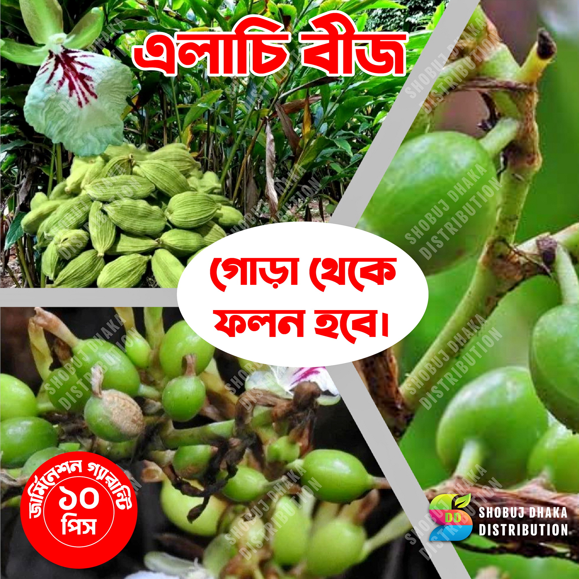Picture of HY. Elachi Seeds 10 pcs (Indian)
