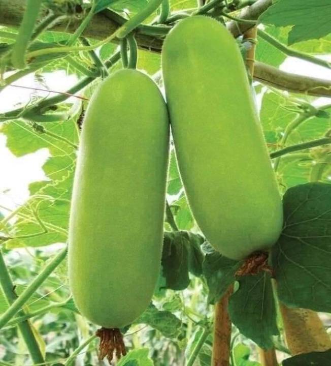 Picture of Chal Kumra Seeds