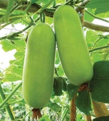 Picture of Chal Kumra Seeds