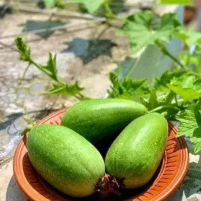 Picture of Chal Kumra Seeds