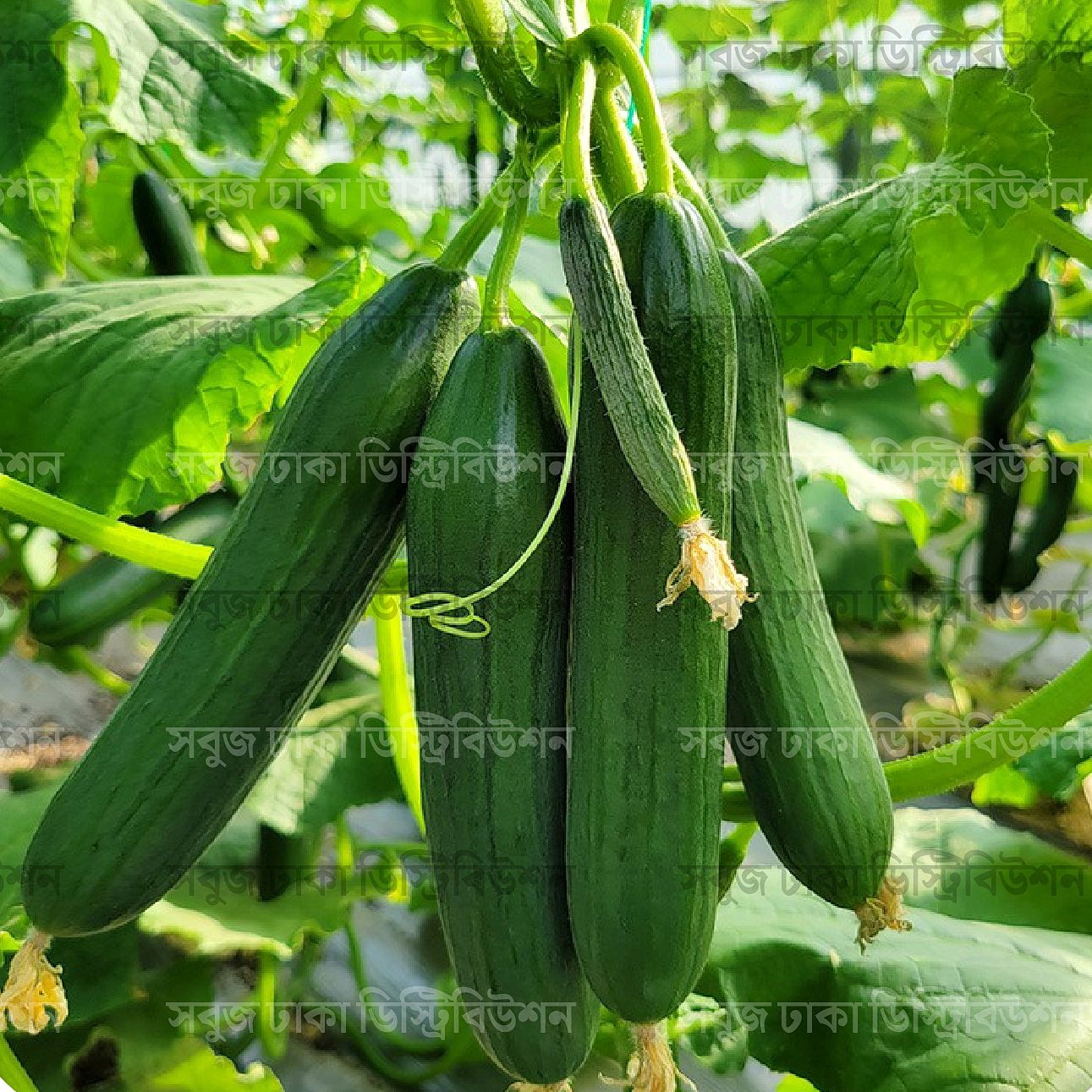 Picture of Supervit (Plants Micronutrients) 100gm Premium