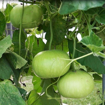 Picture of Round Bottle gourd 0.1gm Seeds