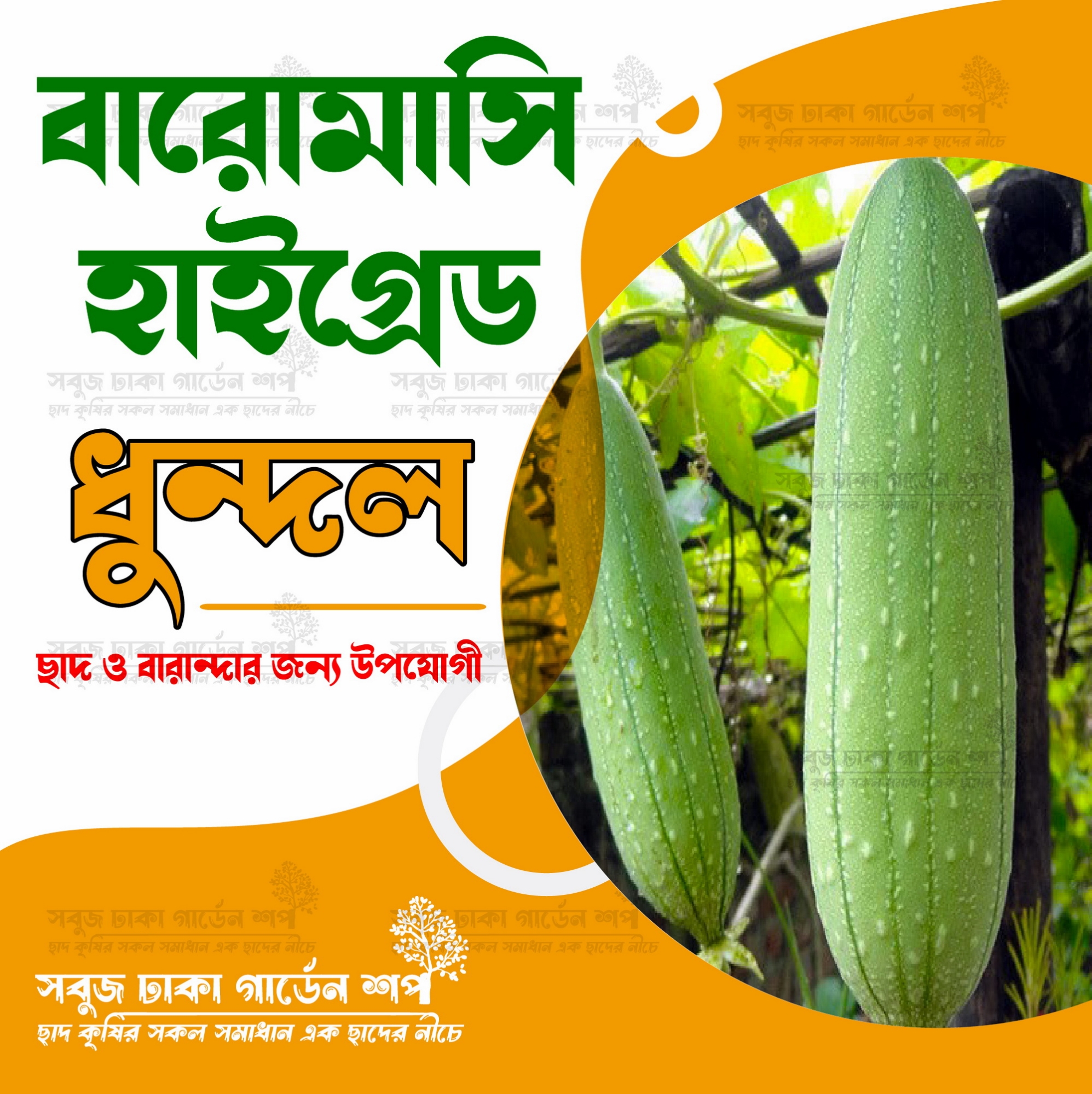 Picture of বারোমাসি Dhundol seeds 0.1gm