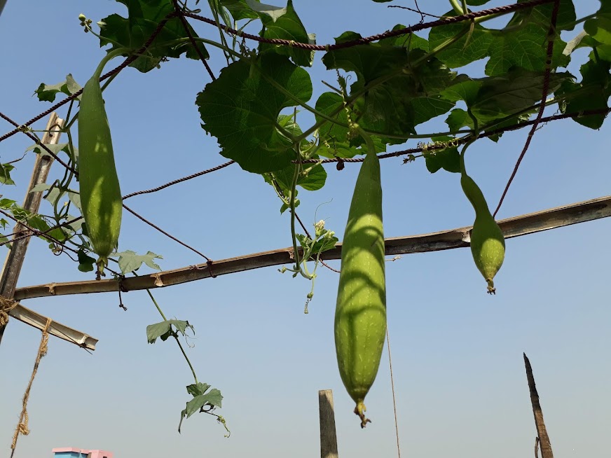 Picture of বারোমাসি Dhundol seeds 0.1gm
