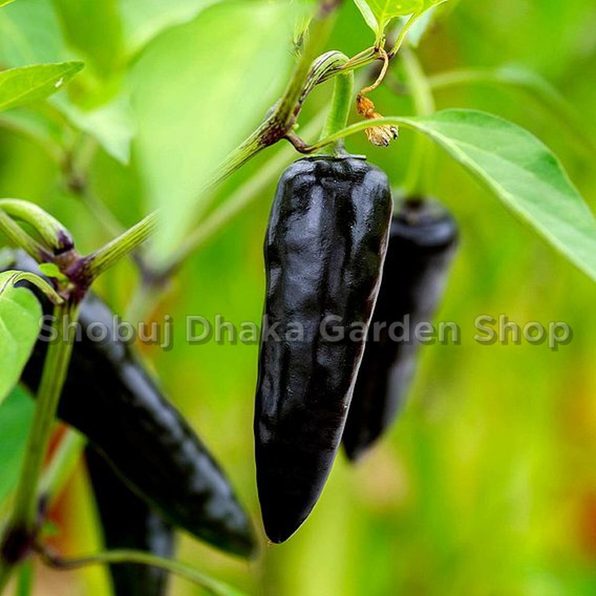 Picture of BLACK CHILI Intact Pack 0.1 gm