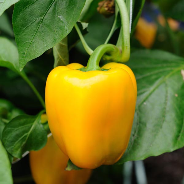 Picture of Yellow Capsicum Seeds (5pcs) Re-Pack
