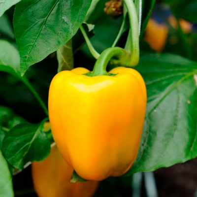 Picture of Yellow Capsicum Seeds (5pcs) Re-Pack