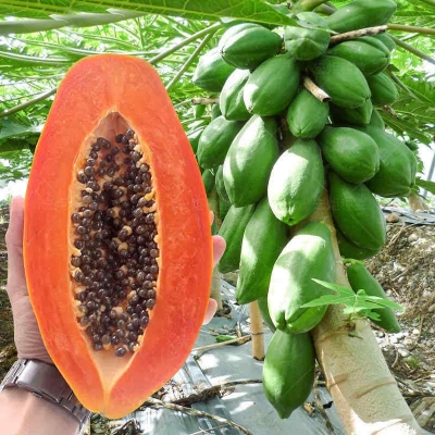 Picture of Red Master Papaya Seeds 0.1 gm