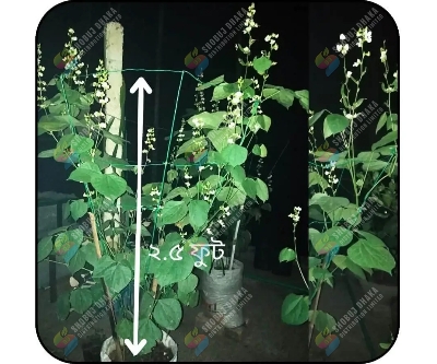 Picture of Khato Jater Shim 5 pcs Seeds Hybrid