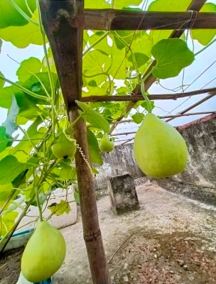 Picture of Organic Fertilzer 2kg (Re-Pack)