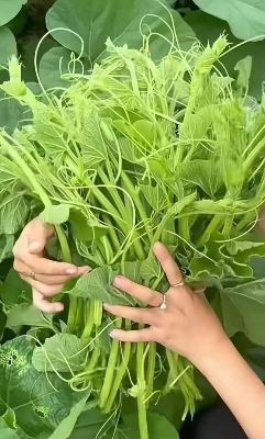 Picture of Organic Fertilzer 2kg (Re-Pack)