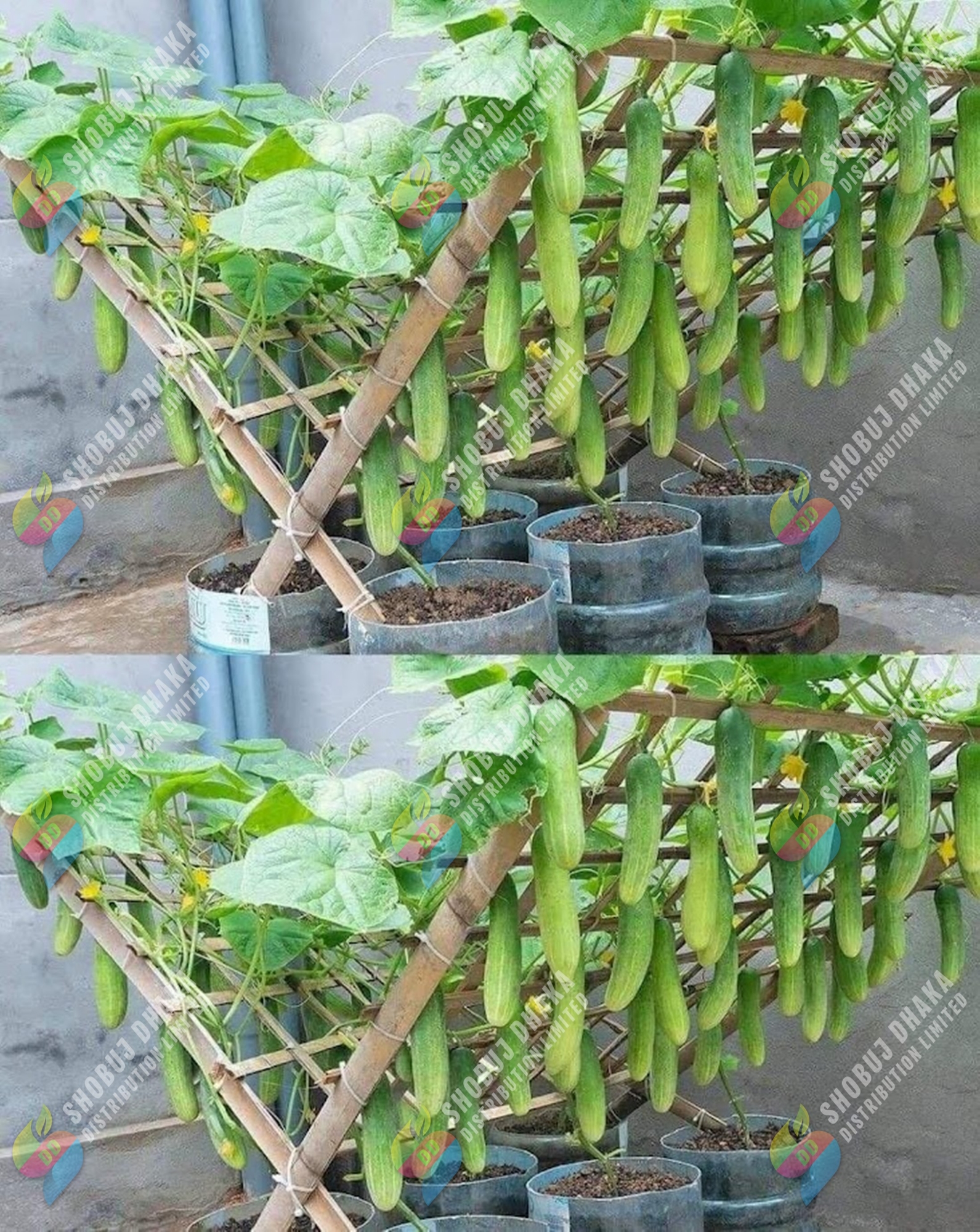 Picture of Deshi Cucumber Seeds 0.1gm