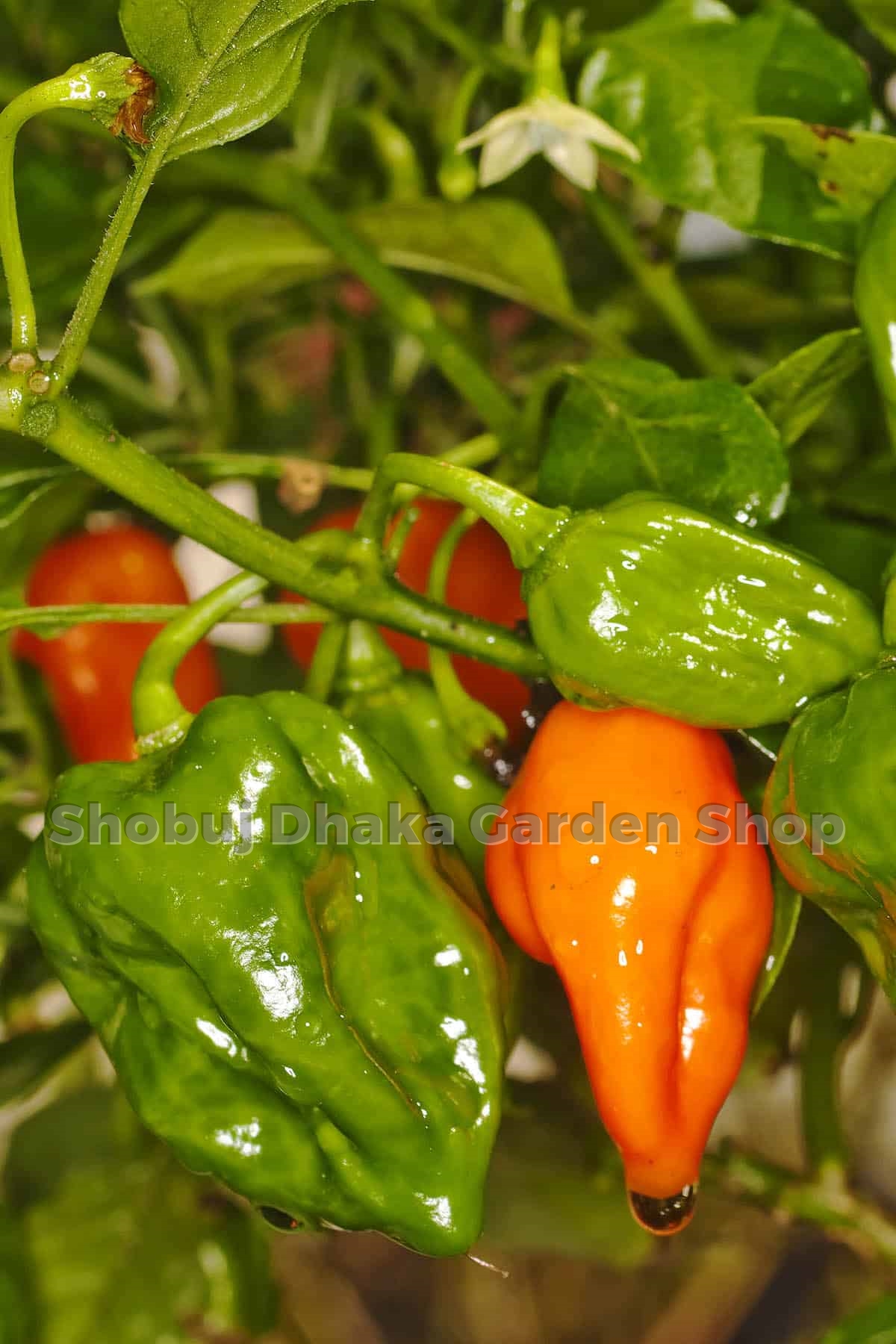 Picture of Naga Chili Seeds 5pcs