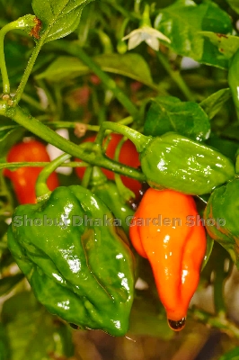 Picture of Naga Chili Seeds 5pcs