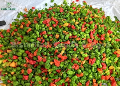 Picture of Naga Chili Seeds 5pcs