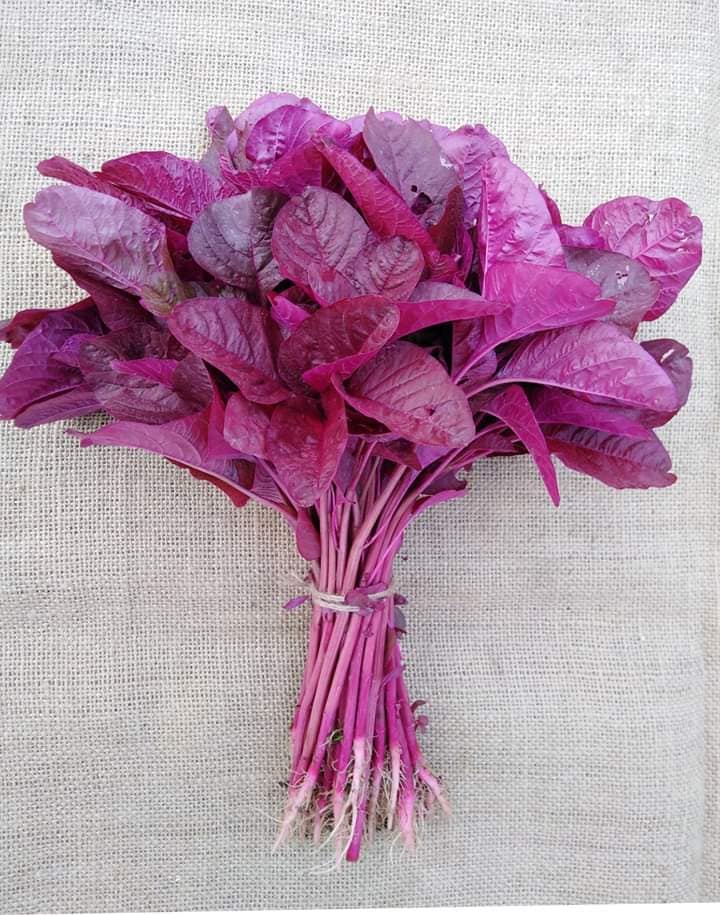 Picture of Lal Shak Seeds 400+ Seeds