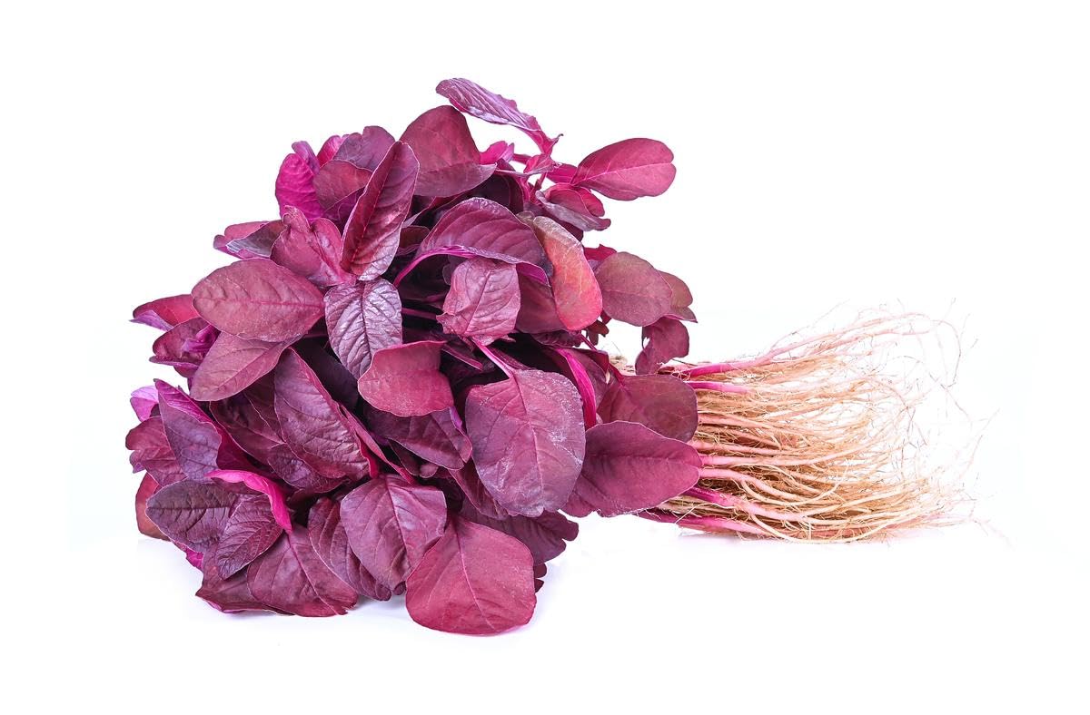 Picture of Lal Shak Seeds 400+ Seeds