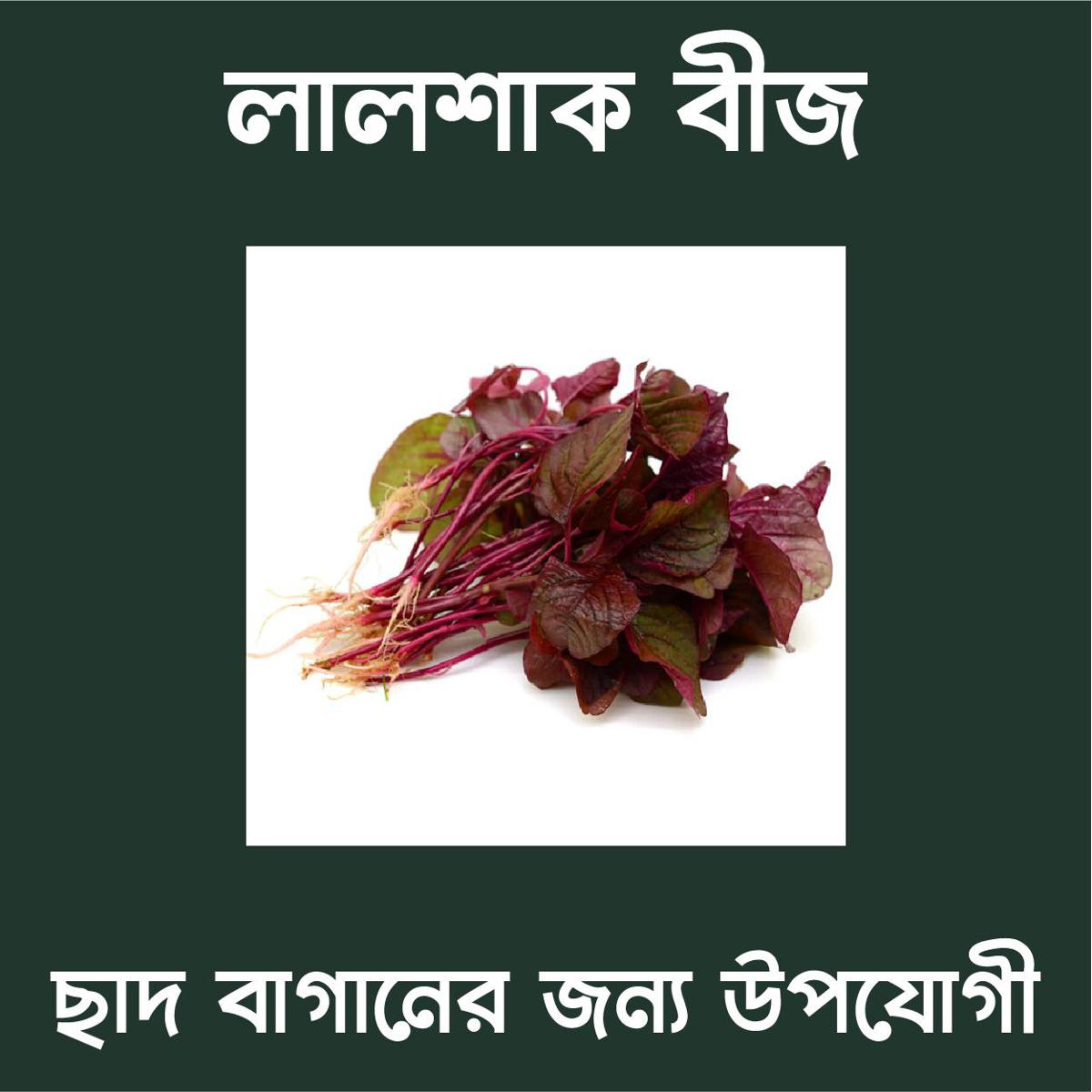 Picture of Lal Shak Seeds 400+ Seeds