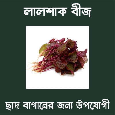 Picture of Lal Shak Seeds 400+ Seeds