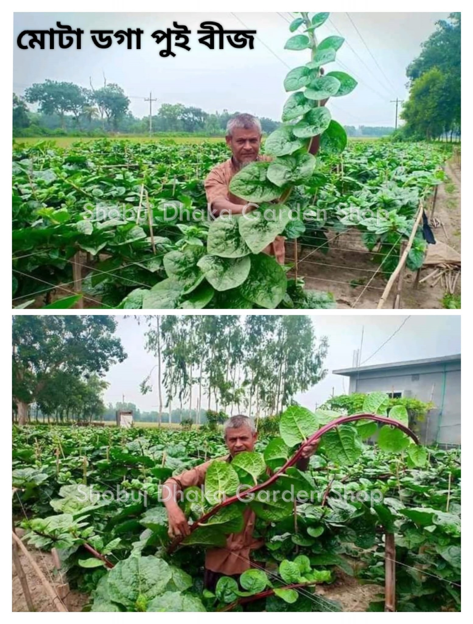 Picture of All Season Lal Pui Shak Seeds 0.1gm