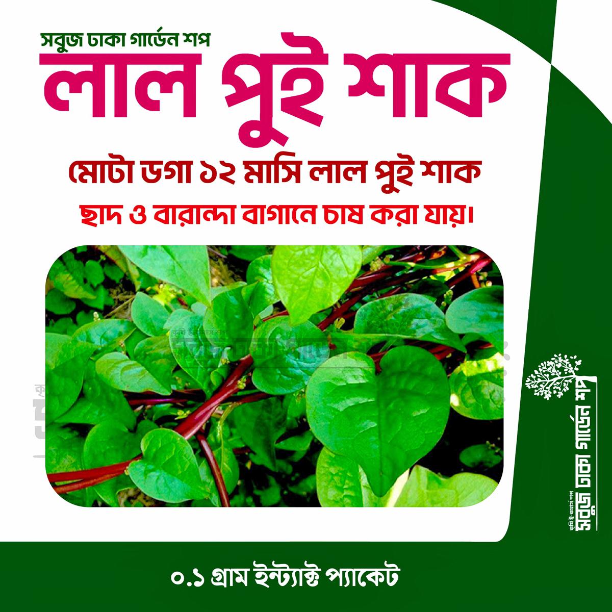 Picture of All Season Lal Pui Shak Seeds 0.1gm