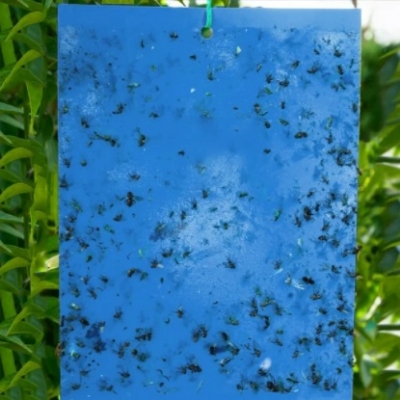 Picture of Sticky Trap for Pest Controls