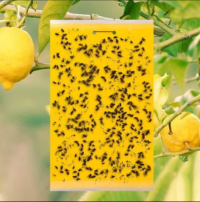 Picture of Yellow Sticky trap for vegetable and fruit pests