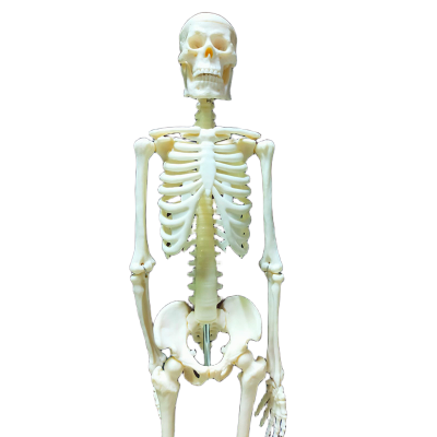 Picture of Human Skeleton With Stand