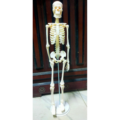 Picture of Human Skeleton With Stand