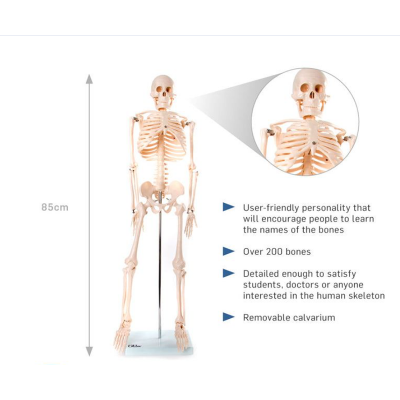 Picture of Human Skeleton 85cm China