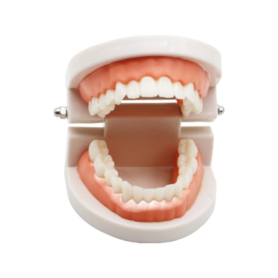 Picture of 1 pcs Teeth Model Pro Adult White Teeth Model Standard Dental Teaching Study Typodont Demonstration Oral Medical Education Tools