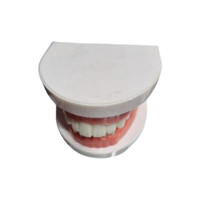 Picture of Dental Dentist Flesh Pink Gums Standard Teeth Tooth Teach Model study