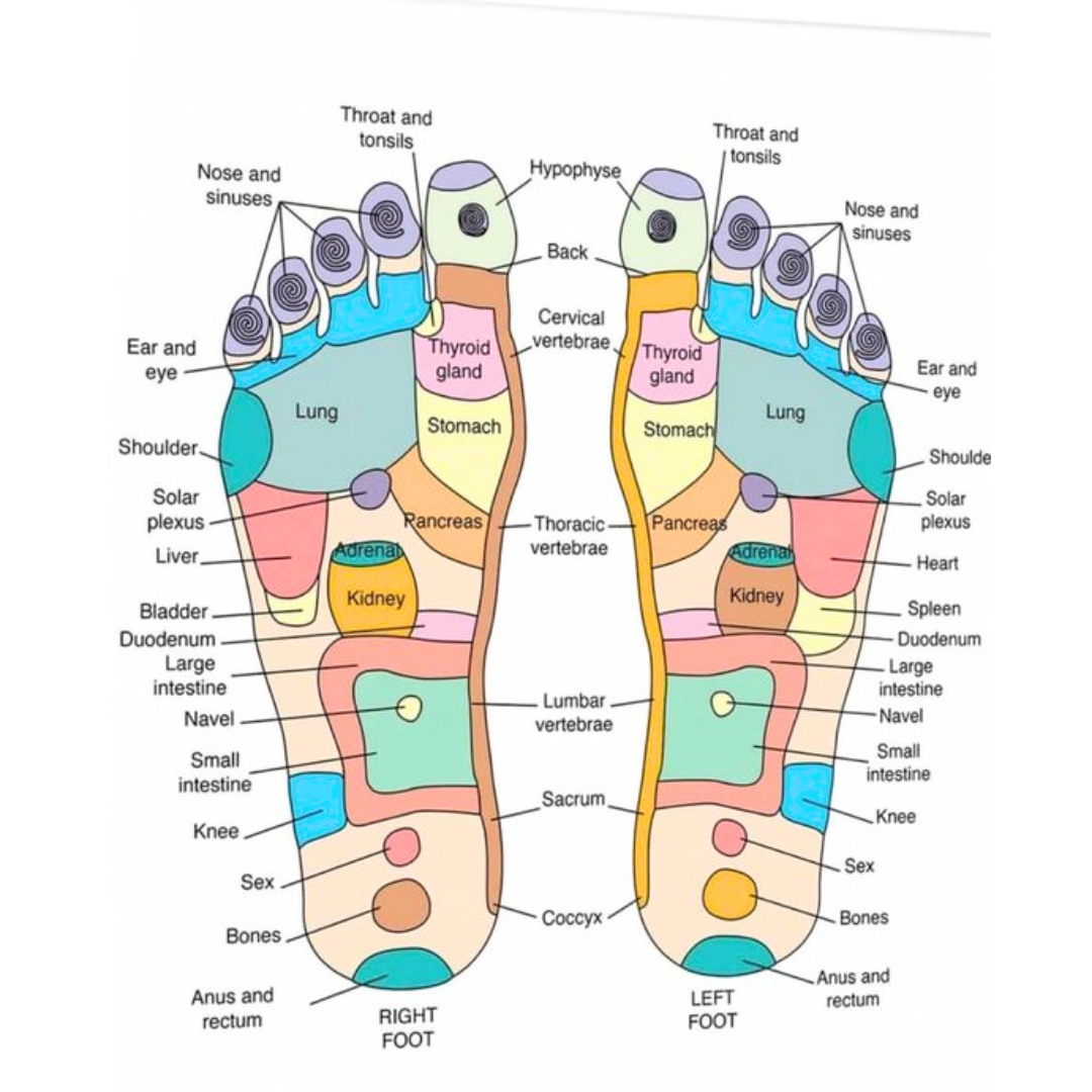 Picture of Acu Wooden Foot Roller Massager Home/Gym or Sports Exerciser for Men & Women