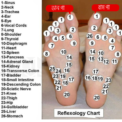 Picture of Acupressure Manual Wooden Massage Rollers Tools for Full Body Relief