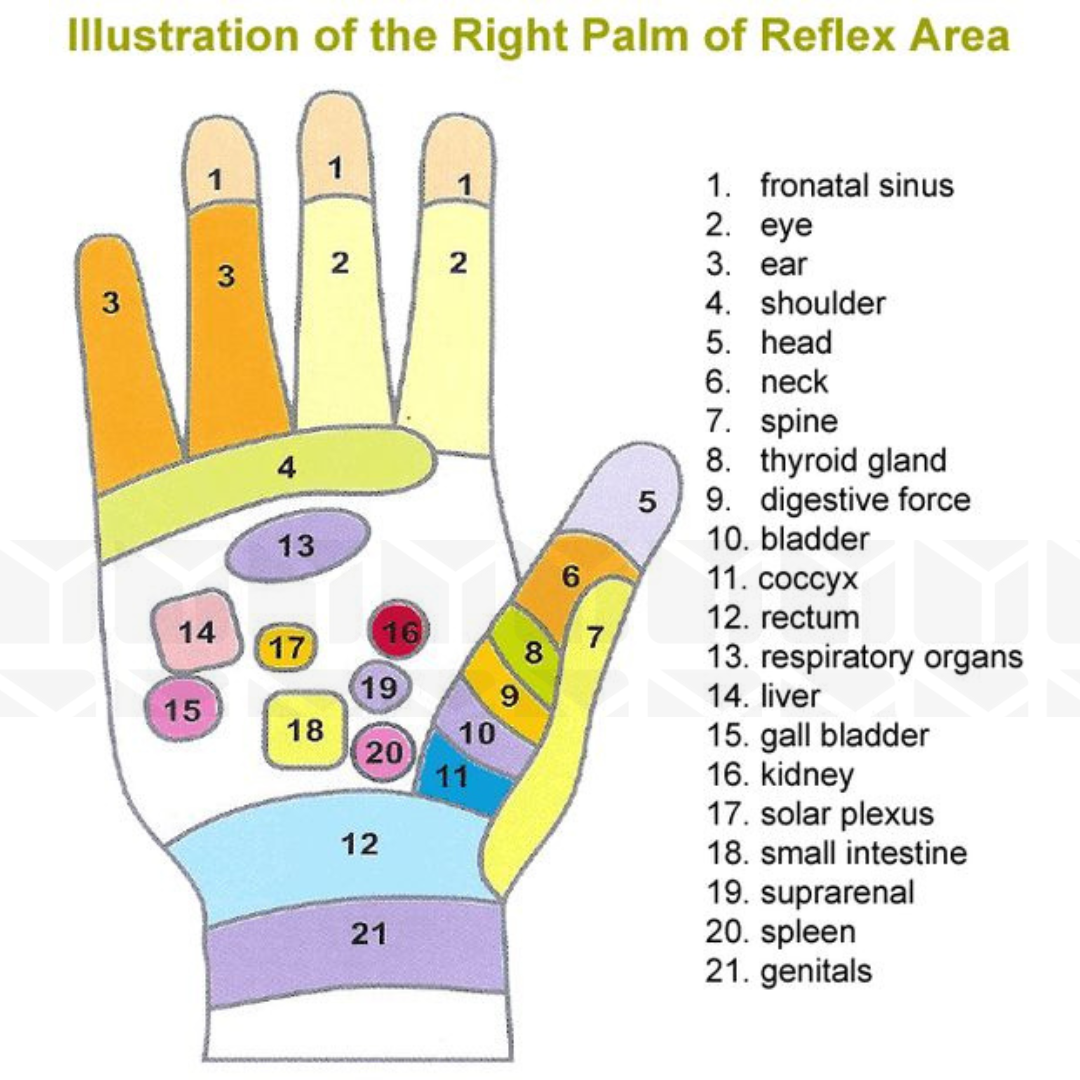 Picture of Acu Wooden Massager for Deep Tissue Therapy- 2 pcs Combo Pack