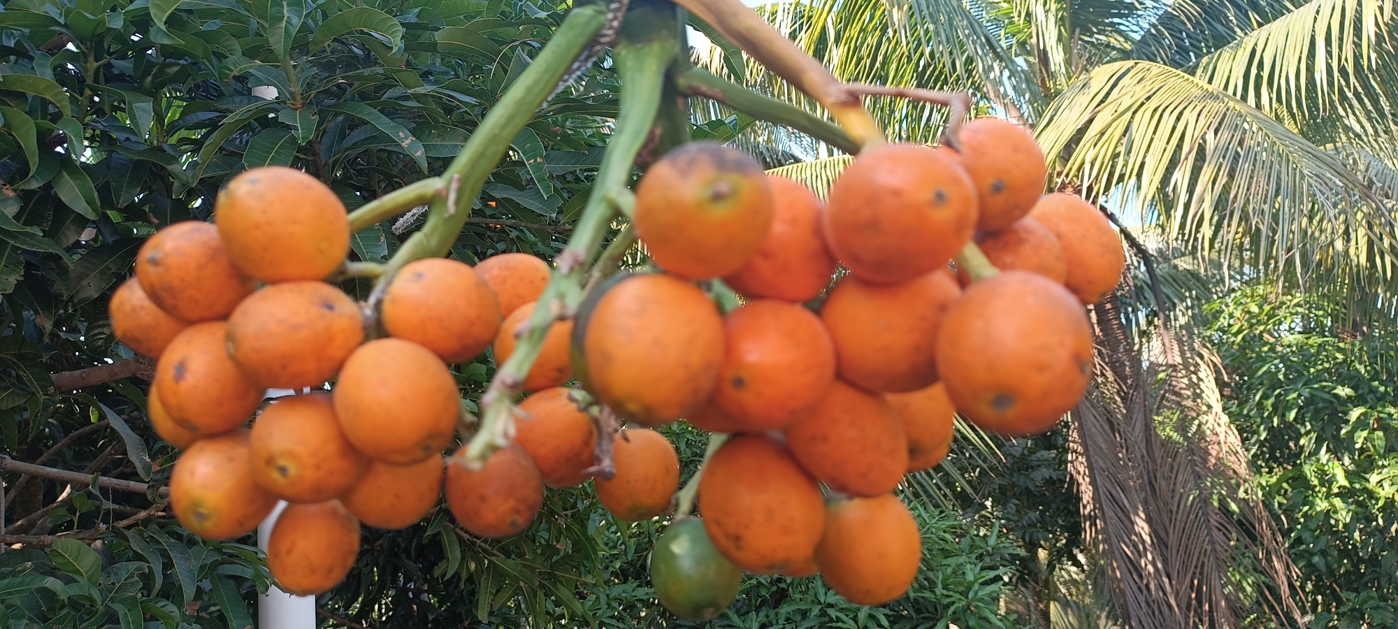 Picture of Supari Betel Nut সুপারি