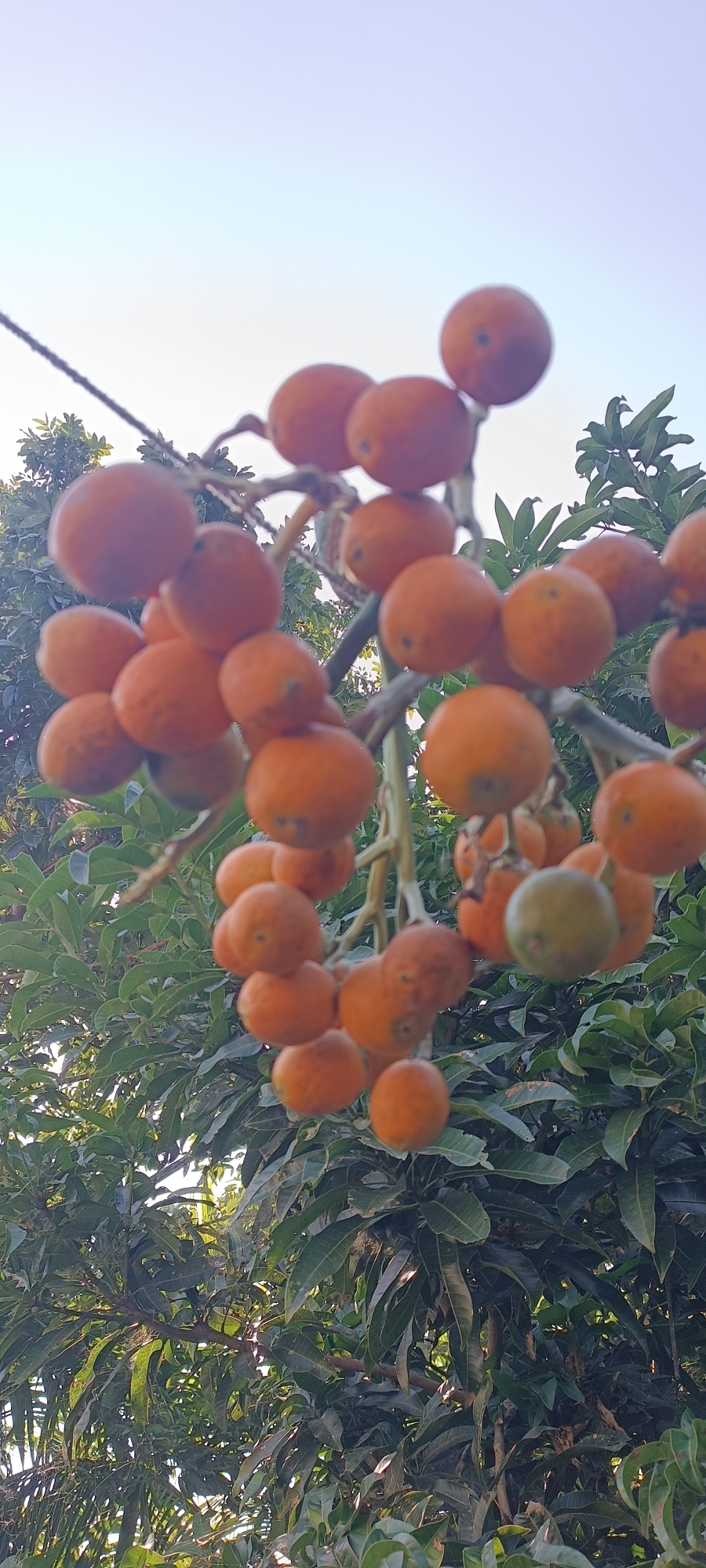 Picture of Supari Betel Nut সুপারি