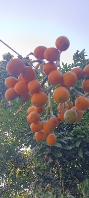 Picture of Supari Betel Nut সুপারি