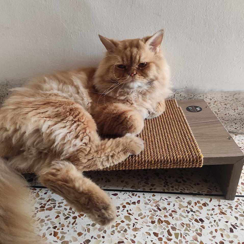 Picture of Cat Scratcher 