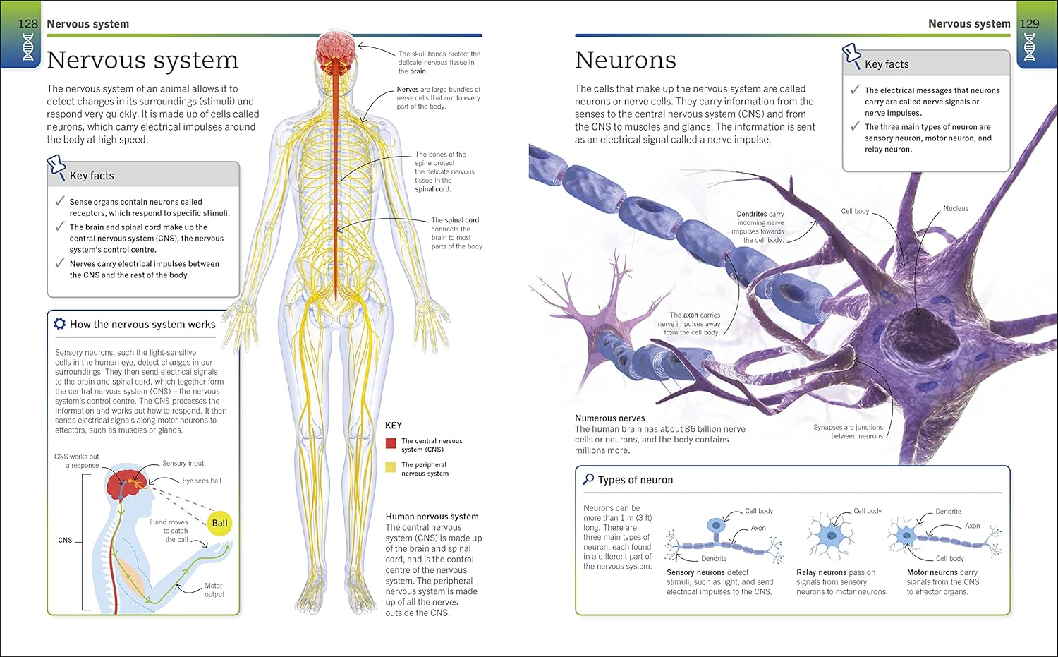 Picture of Super Simple Biology [Paperback]