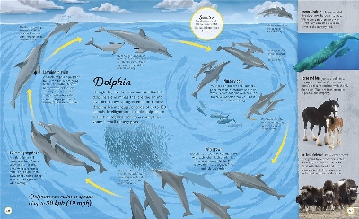 Picture of Life Cycles [Hardcover]