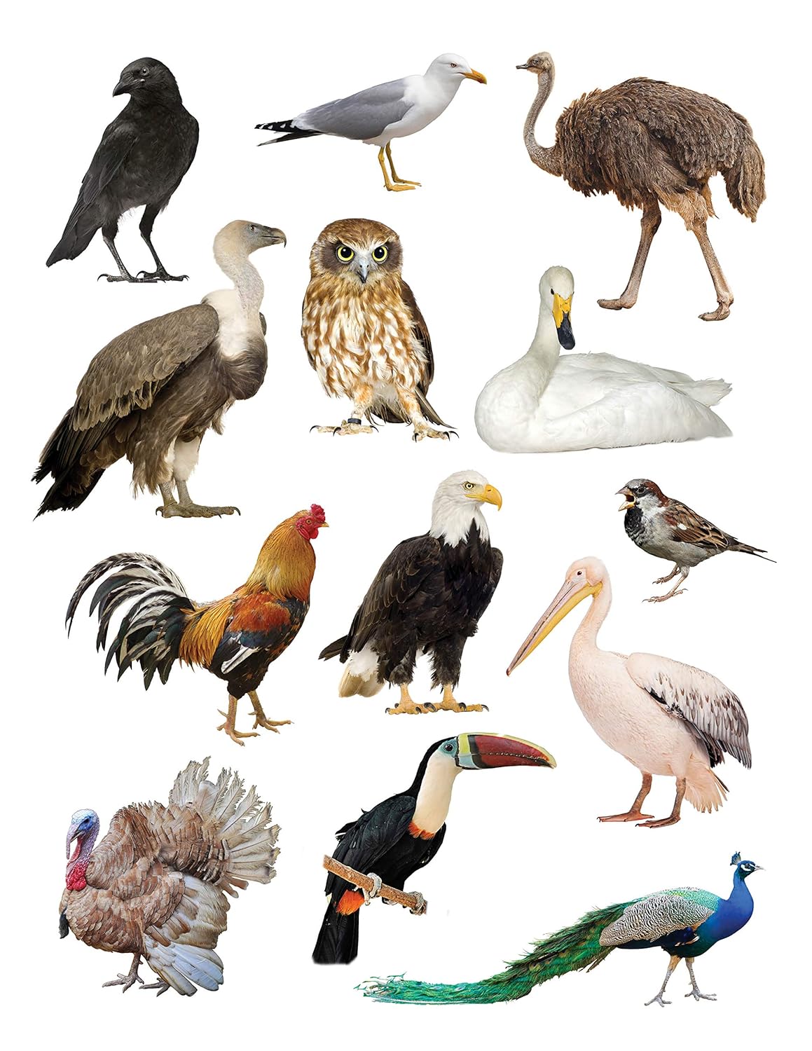 Picture of Play With Sticker - Birds