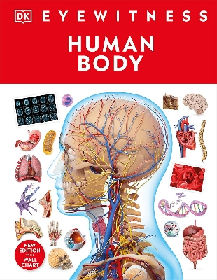 Picture of Human Body (Eyewitness) (DK Eyewitness) Hardcover