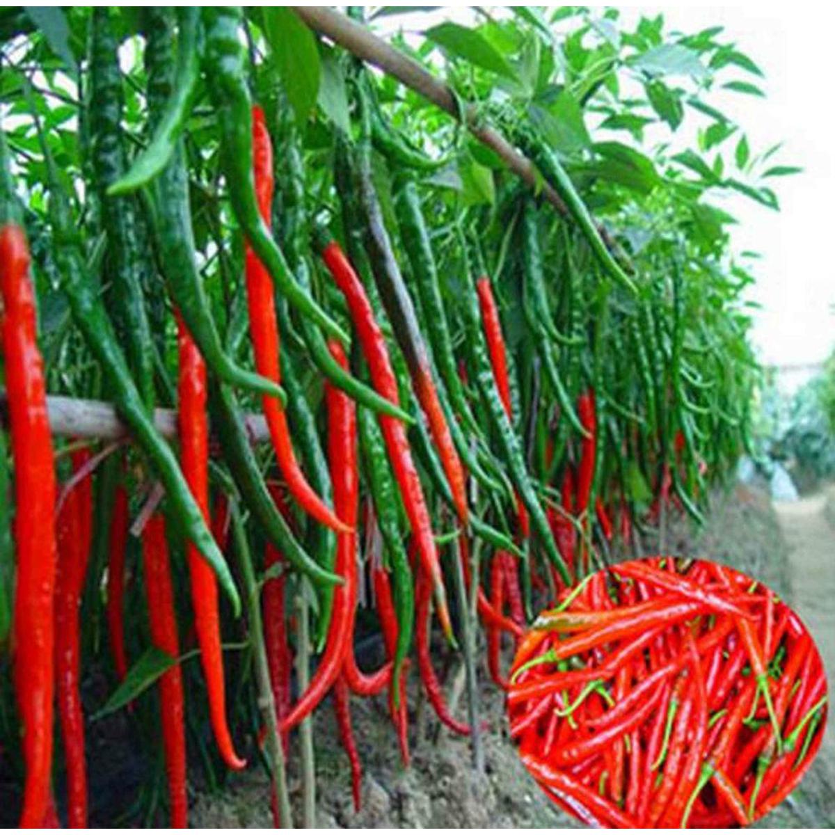 Picture of Long Red Chilli Peppers Plants Seed - 20 Pcs
