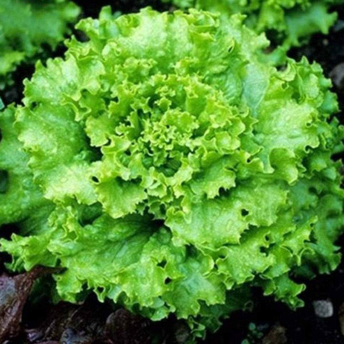 Picture of Lettuce Grand Rapid Seed/Lettuce Grand Rapids easy to grow great salad choice Green wave seed (100pcs)