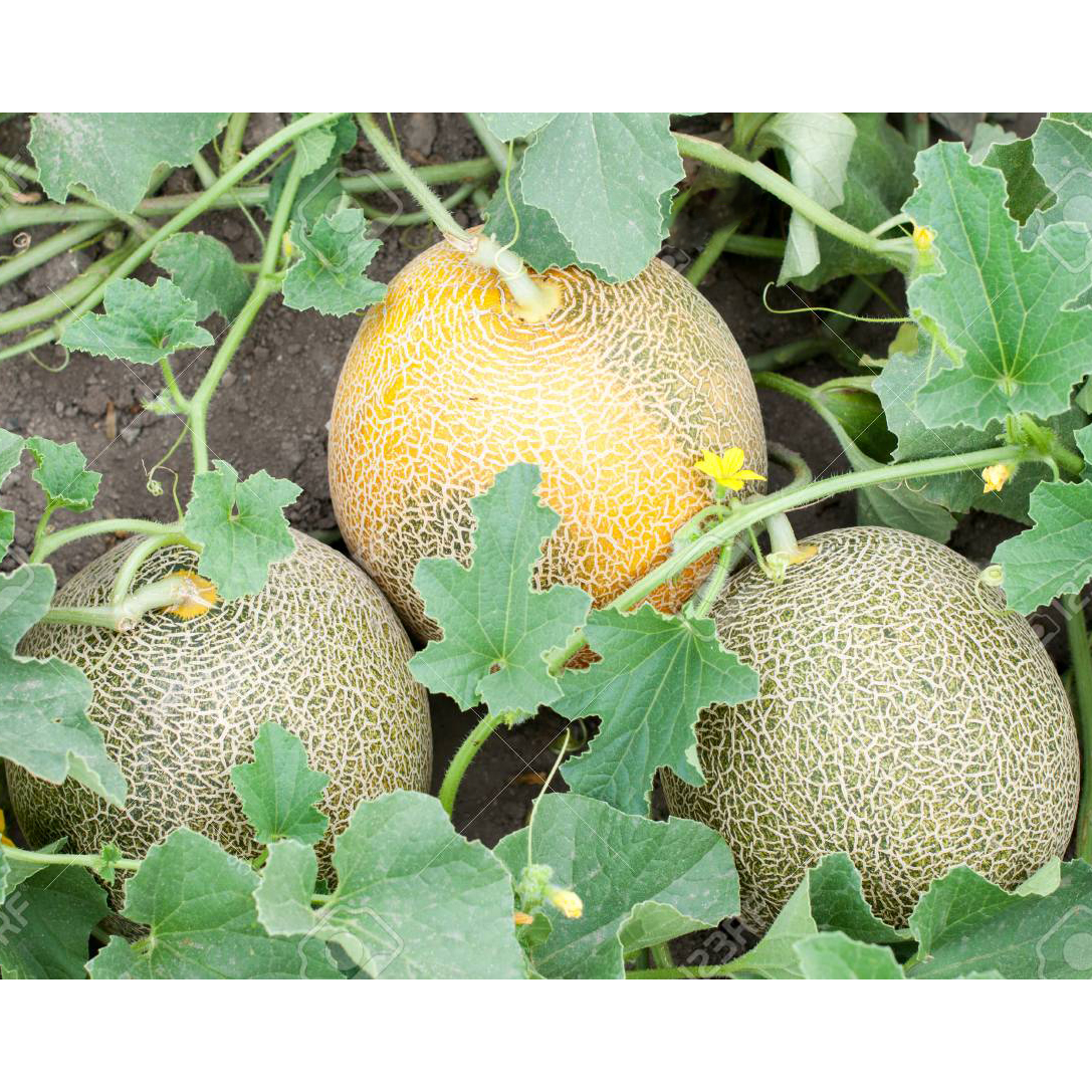 Picture of 20 PCS Pack Rock Melon (Samam) Seeds / Rock Melon / Cantaloupe Melon - Rock Mellon / Cantalup Mellon