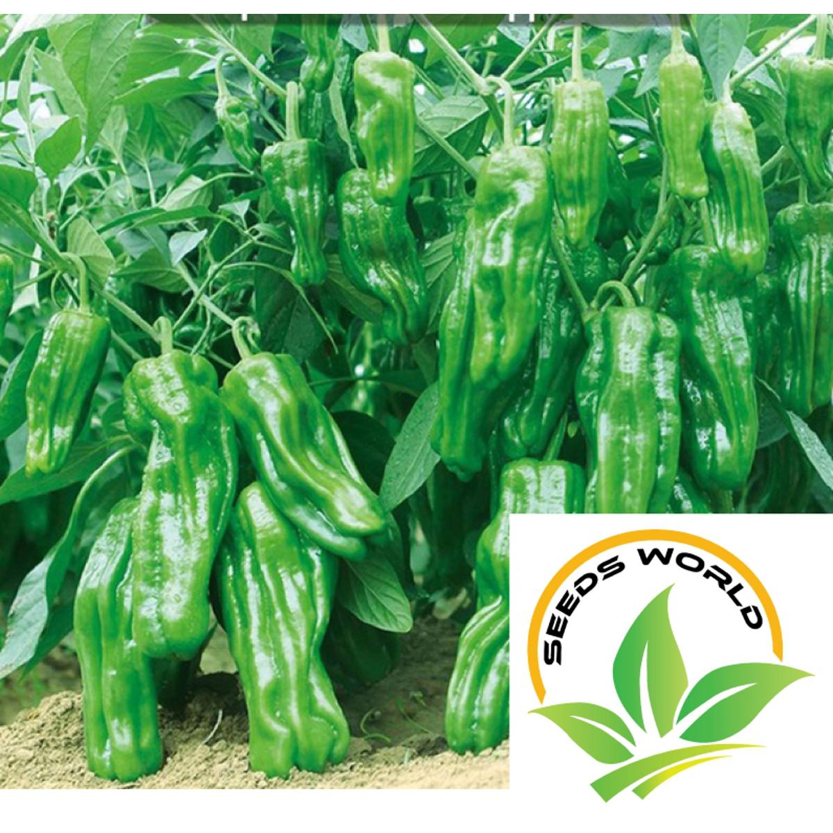Picture of Giant Spices Spicy Green Chili Seeds  (Imported) Potted Plants-30 pcs / Green Chili Seeds