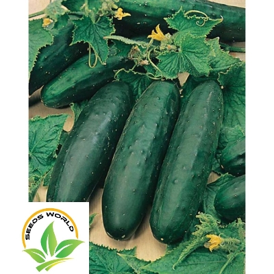 Picture of F1 Hybrid Cucumber Seeds - 10 pcs