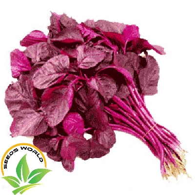 Picture of Red amaranth, Lal Shak seeds all season - 15 gm seeds